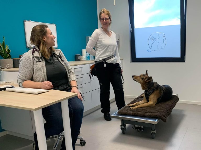 Begleitung im Alltag - Der Hund und Du