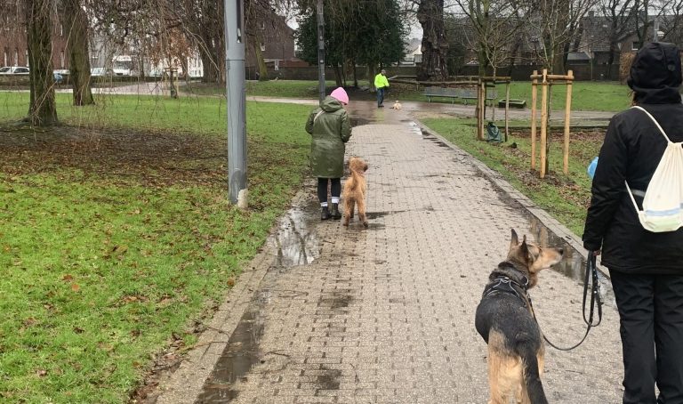 Social-Walk mit den Hunden