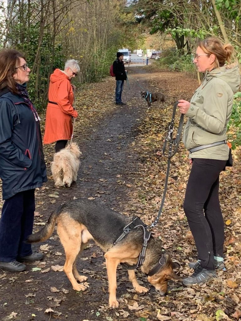 Social-Walk