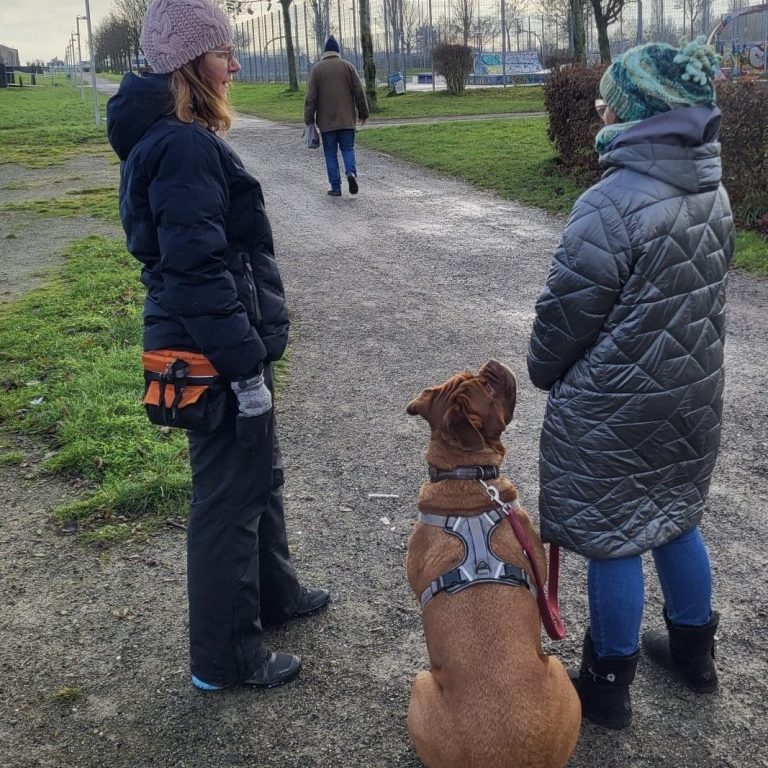 Begleitung im Alltag - Der Hund und Du